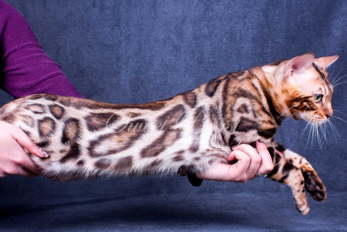 Бенгальская кошка