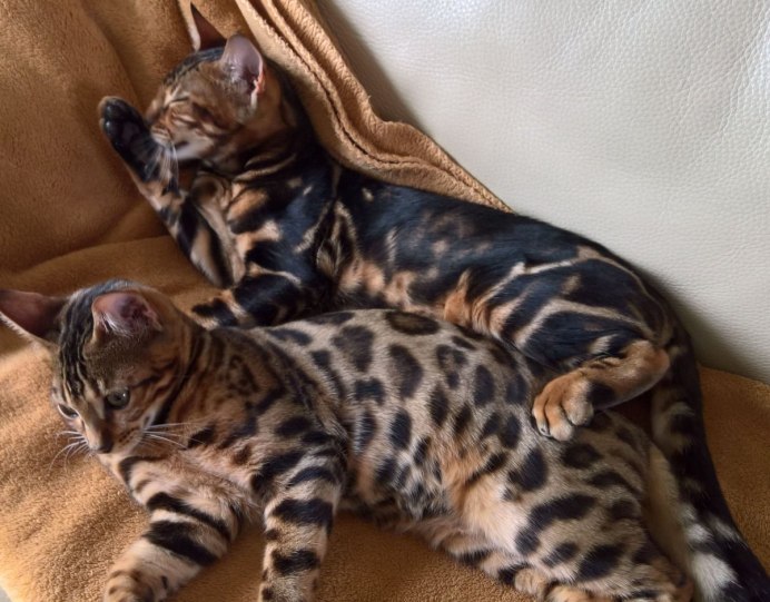 Бенгальская кошка