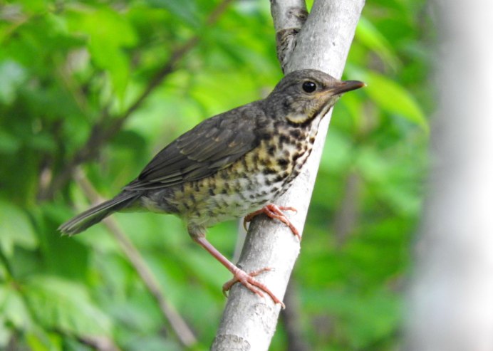 Дрозд-деряба (turdus viscivorus)