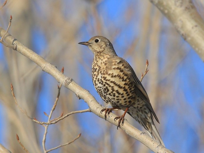 Дрозд - Thrush