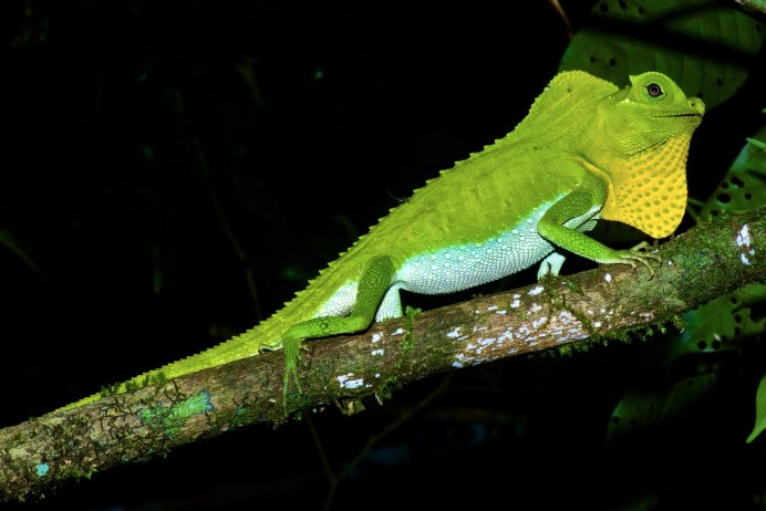 Древесная ящерица Acanthocercus atricollis