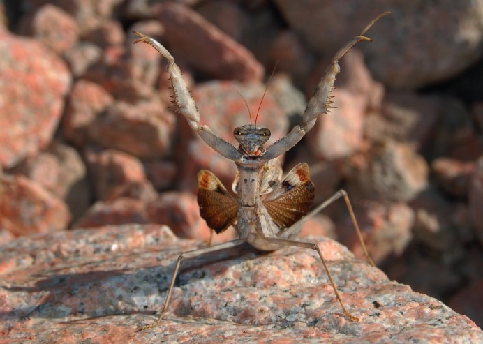 Bolivaria brachyptera (боливария короткокрылая)