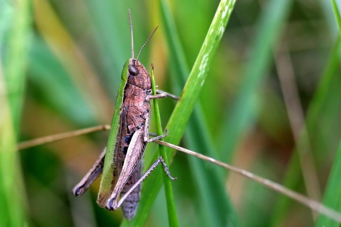 Chorthippus dorsatus