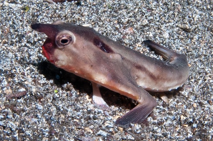 Морской нетопырь рыба