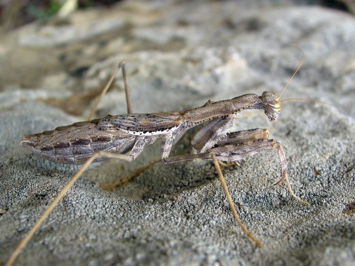 Bolivaria brachyptera (боливария короткокрылая)