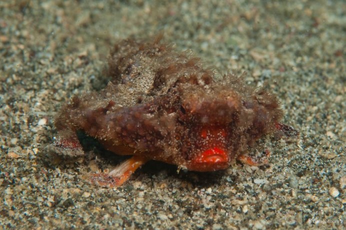 Кузнечик мормон