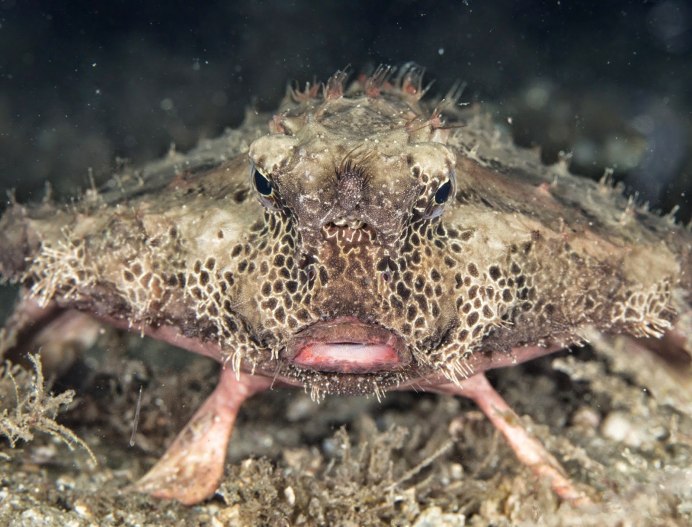 Короткокрыл большой Necydalis Major