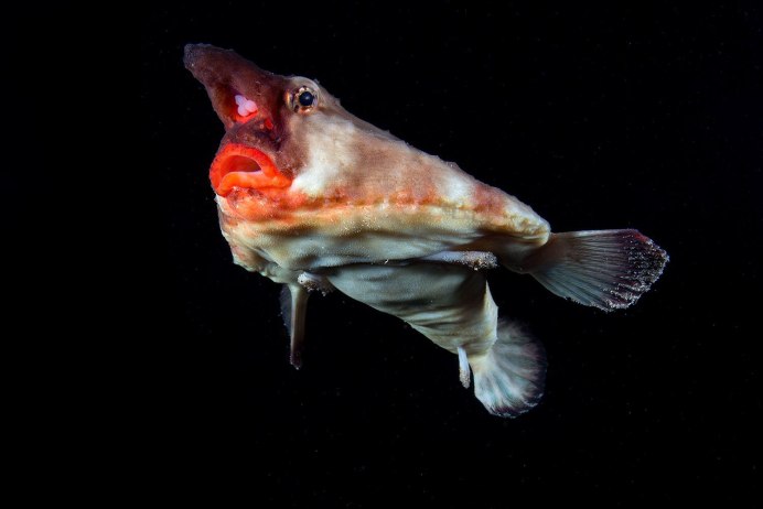 Жук Psilotarsus brachypterus