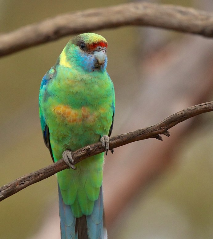 Зеленый амазонский попугай