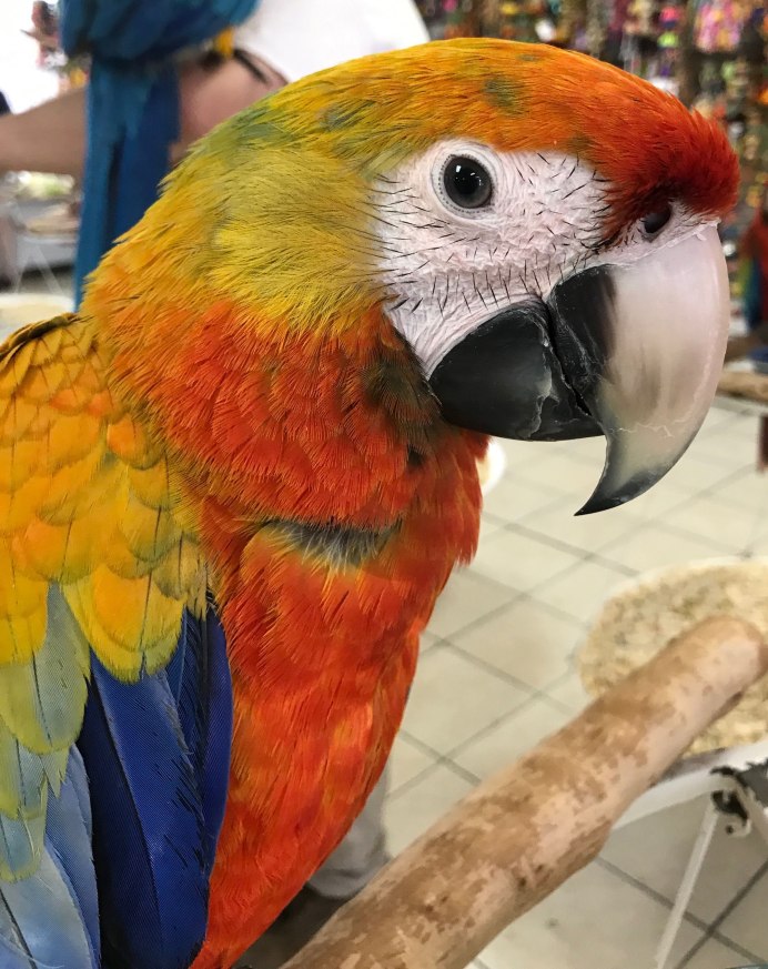 Белобрюхий каик