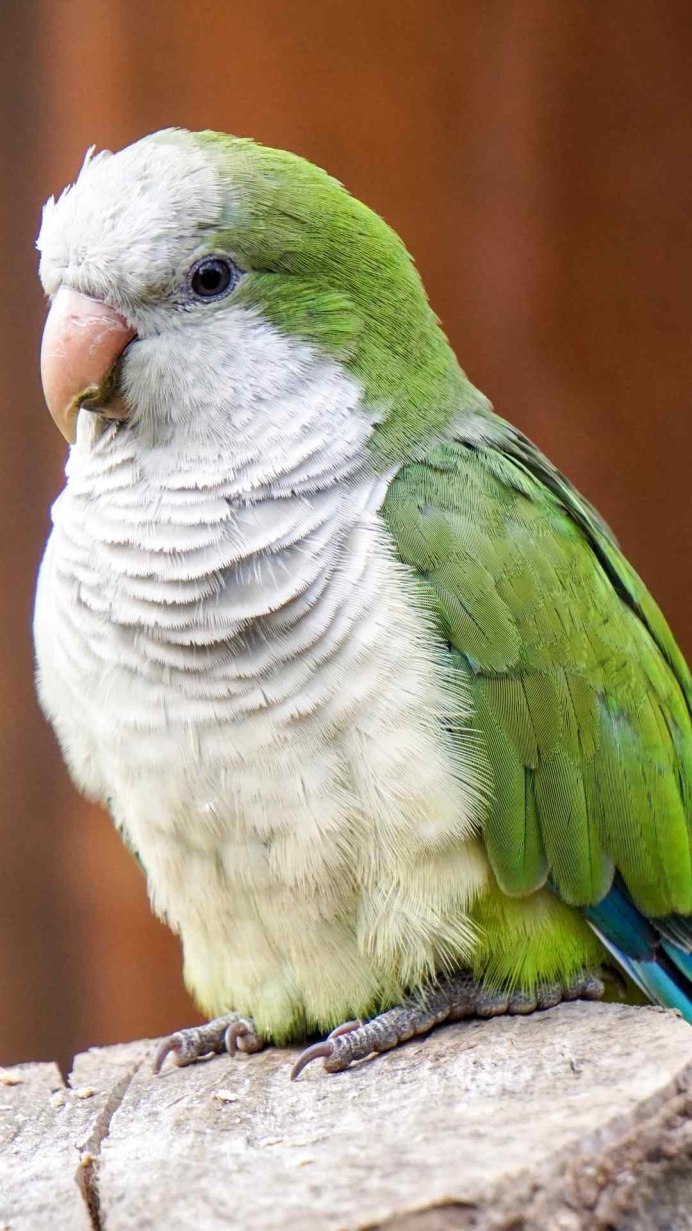 Белохохлый Какаду