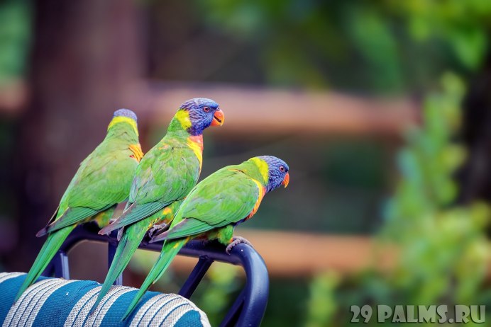 Рыжеголовый каик