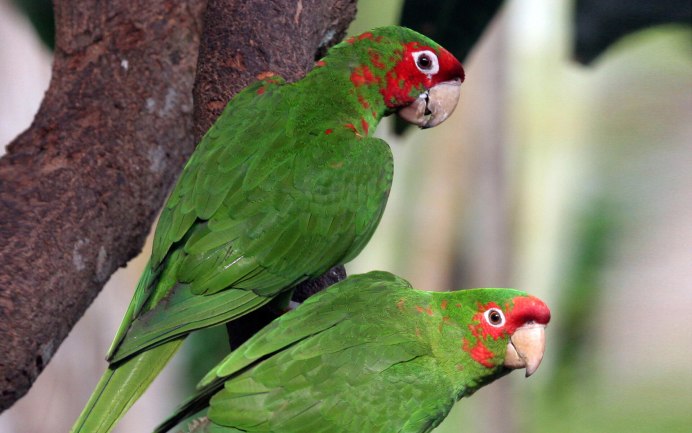 Гринчик попугай