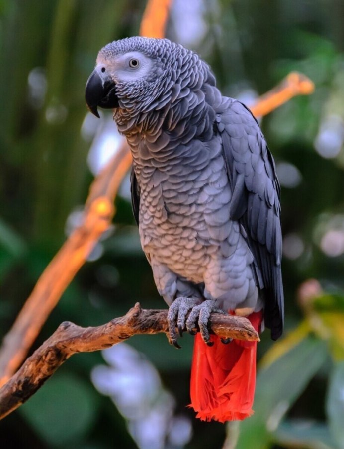 Барабантовые попугаи