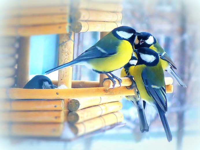Большая синица Parus Major