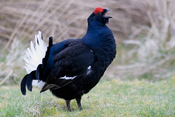 Глухарь тетерев фазан