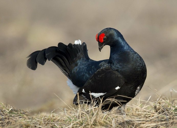 Теренти й тетеревяч Саланда