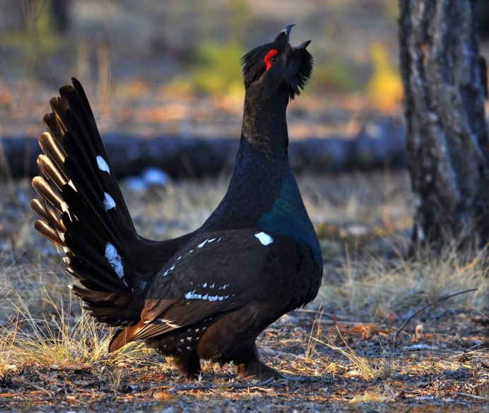 Тетерев и Глухарь