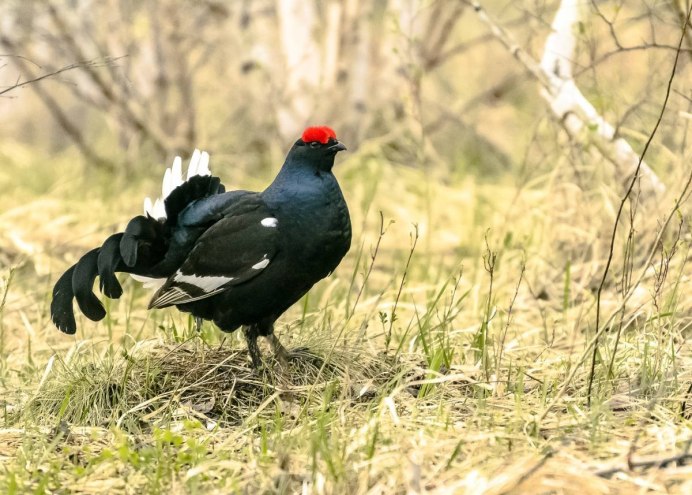 Тетерев Lyrurus Tetrix