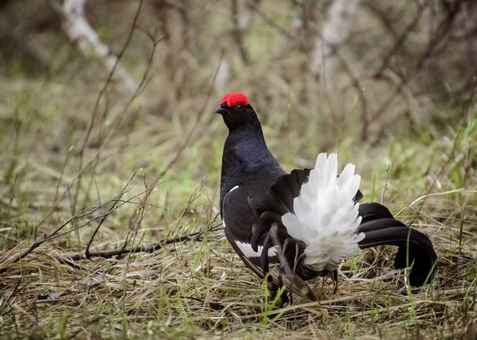 Тетерев-Косач (Lyrurus Tetrix)