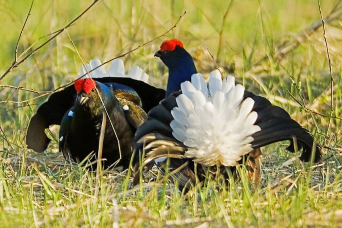 Терентий птица