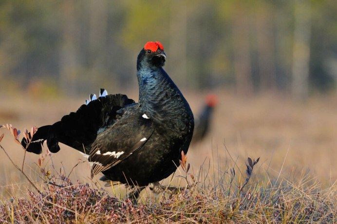 Косач птица