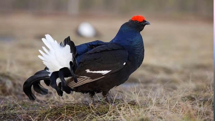 Тетерев Косач хвост