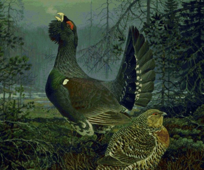 Тетерев Тиффани