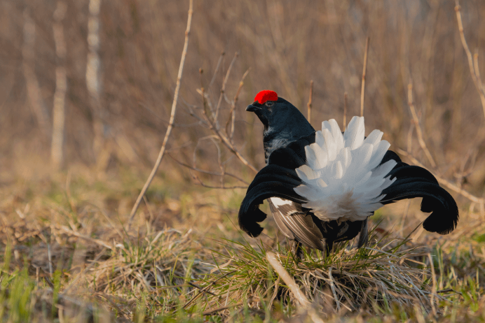 Тетерев Таганай