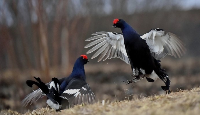 Тетерев - Lyrurus Tetrix (l.);