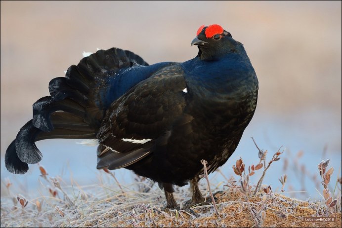 Тетерев косарь