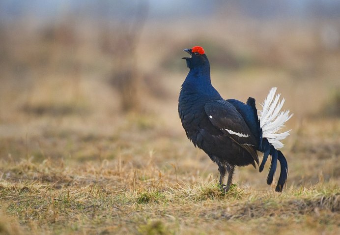 Тетерев Глухарь Косач