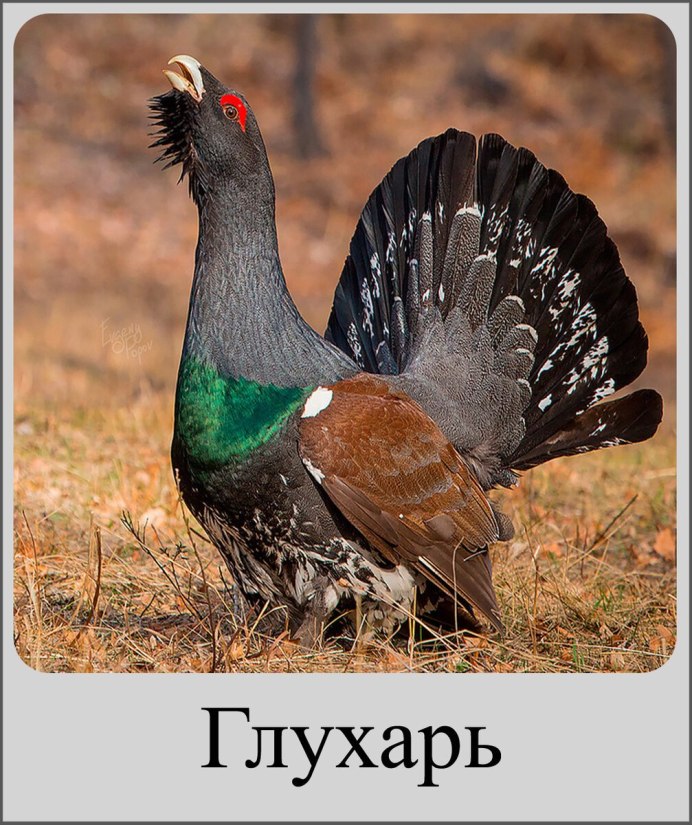 Кавказский тетерев Lyrurus mlokosiewiczi