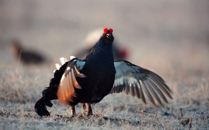 Тетерев фото птицы крупным планом