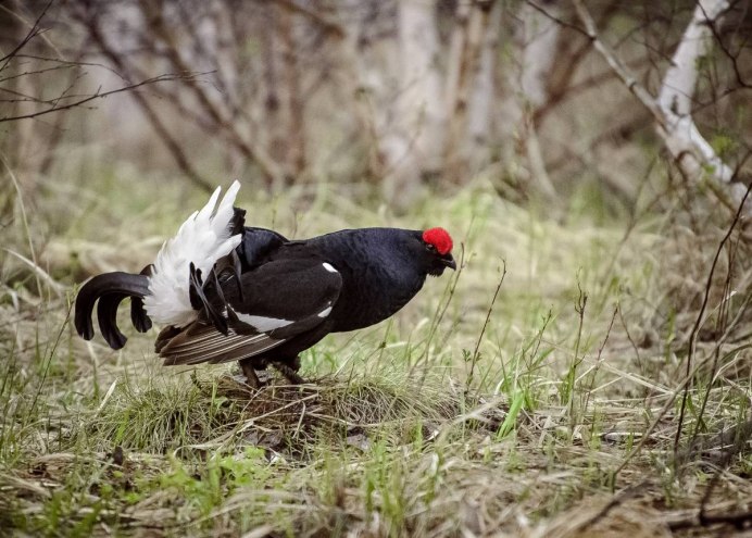 Тетерев Косач хвост