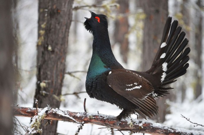 Сибирский тетерев Косач