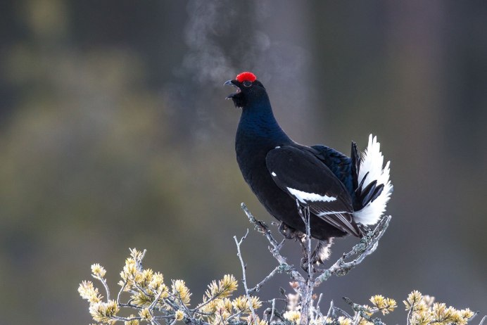 Тетерев-Косач (Lyrurus Tetrix)