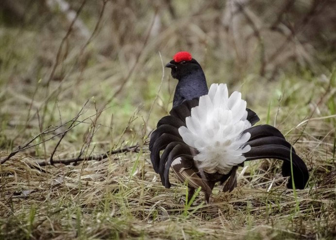 Каменный Глухарь птица