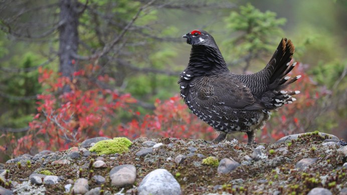 Тетерев Владимирская область