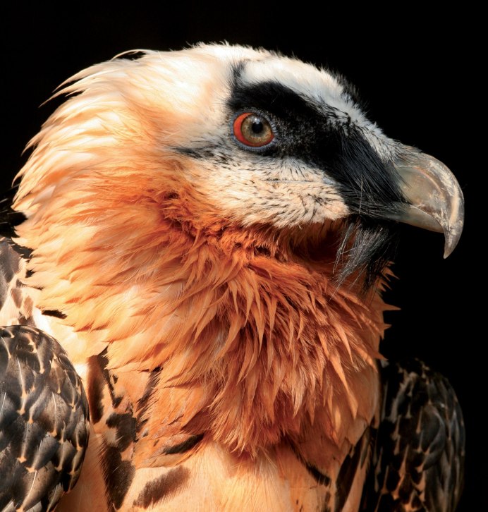 Сенегал птица