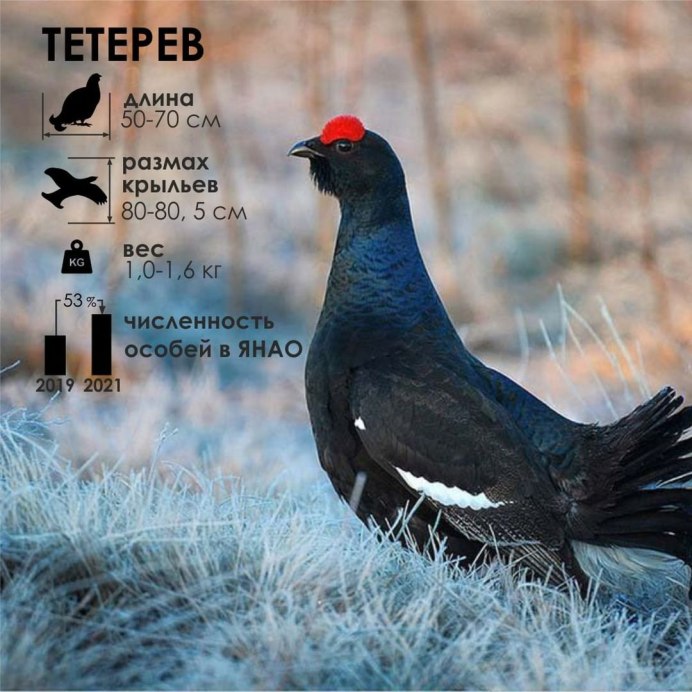 Тетерев-Косач самка