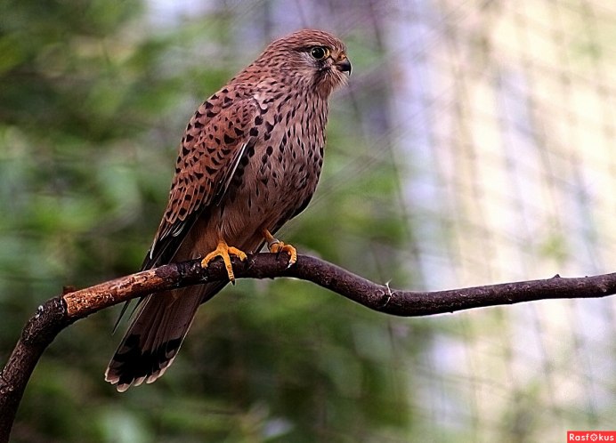 Сокол семейства ястребиных