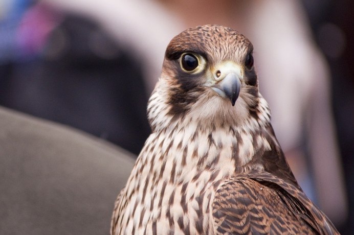 Беркут балобан