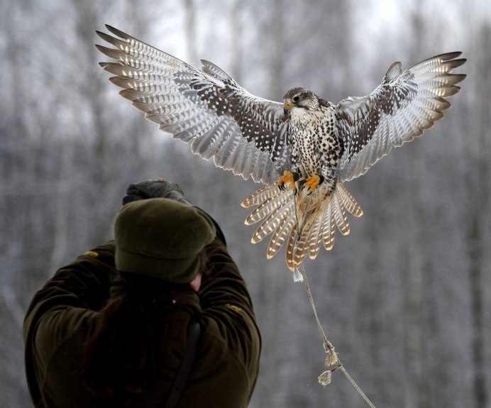 Сокол Пилигрим