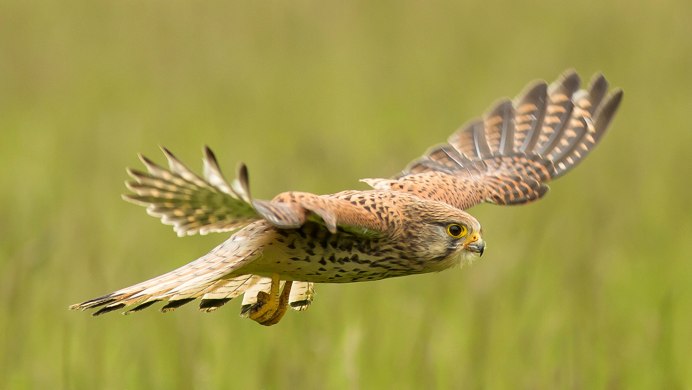 Сокол пустельга Степная