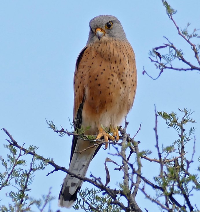 Ястреб пустельга