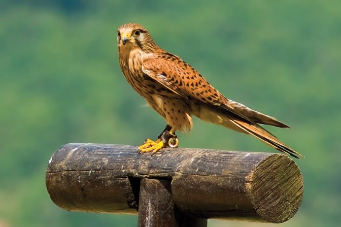 Птицы семейства соколиных орлиных