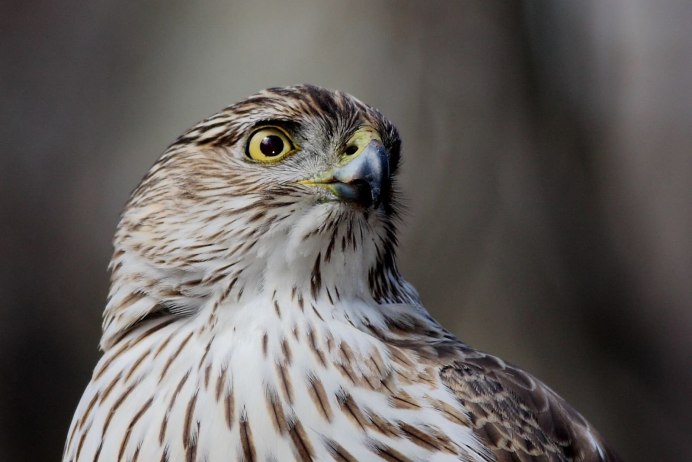 Жёлтый Сокол