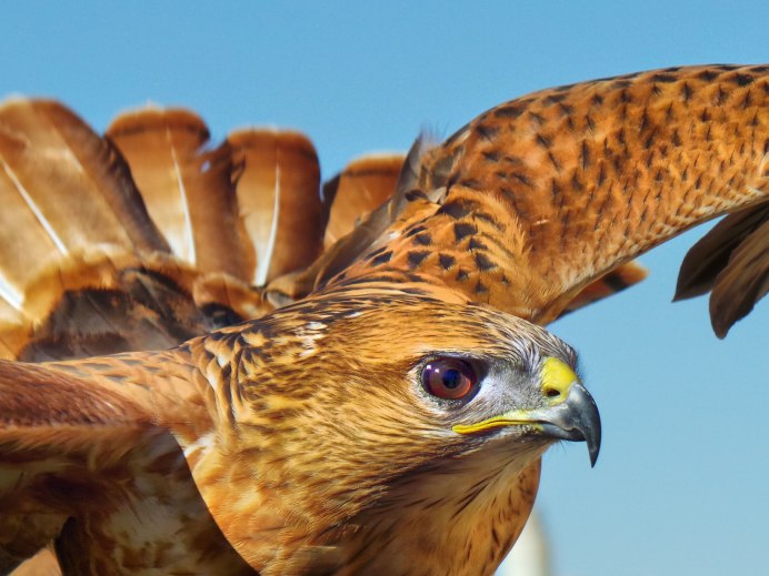 Балобан Falco cherrug