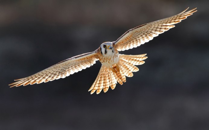 Хищные птицы Фальконе